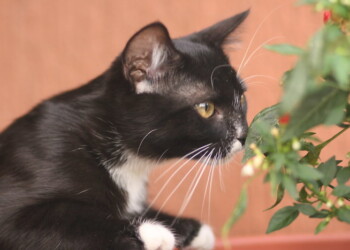 Così il cervello percepisce gli odori