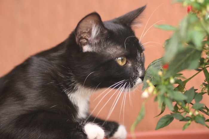 Così il cervello percepisce gli odori