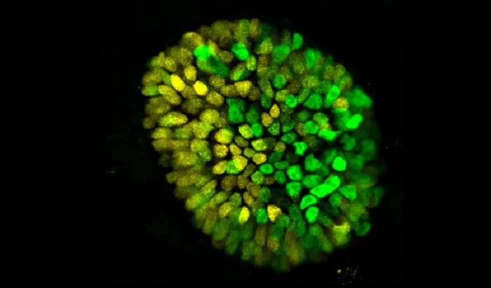 Cresciuto in laboratorio un altro embrione umano