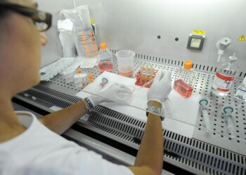 Decodificato il genoma dell’abete bianco