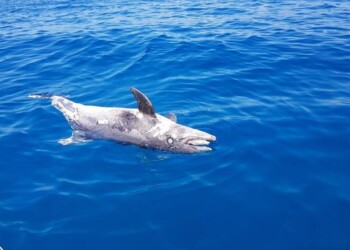 Delfino spiaggiato,8 a luglio in Toscana