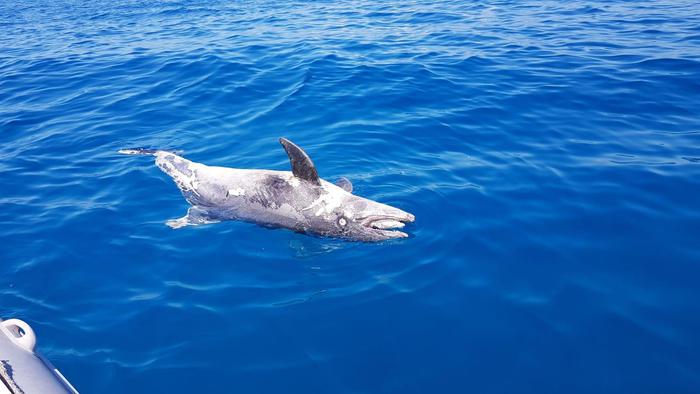 Delfino spiaggiato,8 a luglio in Toscana