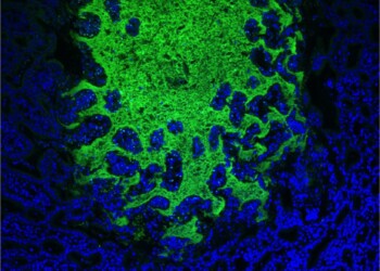 Doppia arma naturale contro l’obesità