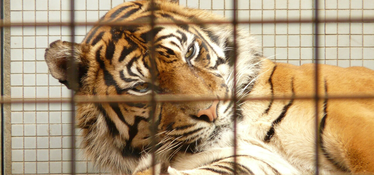 Ettore Weber, domatore sbranato da 4 tigri/ Tragedia al Circo Orfei: aveva 61 anni