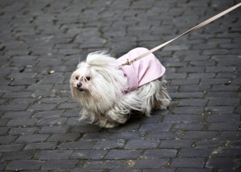 Genova: obbligo pulizia pipì dei cani