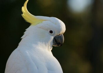 Il pappagallo ballerino stupisce ancora – VIDEO
