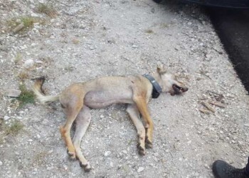 Investita e uccisa lupa Magica Sibillini