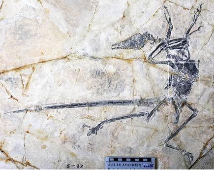 La lucertola preistorica ingoiata da un dinosauro