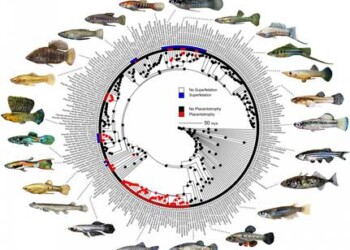Le regole dell’evoluzione dettate dalle femmine