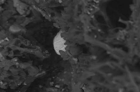 Licheni e alberi sono una spia delle polveri sottili