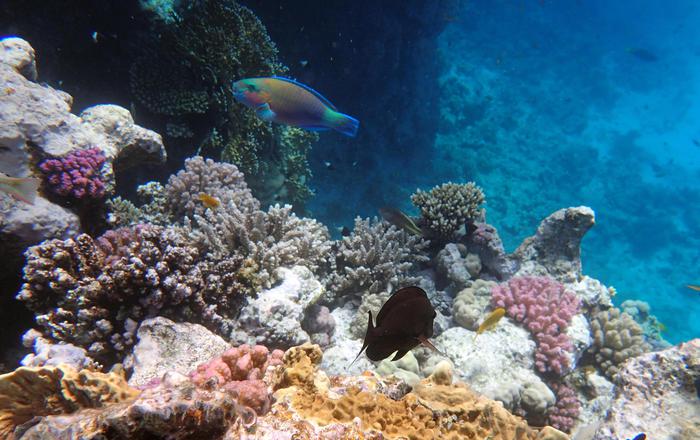 Messico, scoperte 5 barriere coralline