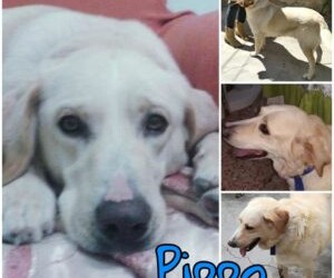 Messina .Ciao mi chiamo Pippo ho 8anni ,peso 30 kg e sono un gran figo .Sono figlio di Labrador e adoro nuotare