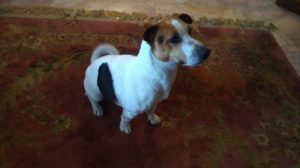Messina: maschietto di Jackrussell, con manto tricolore, taglia piccola, cerca casa!!!