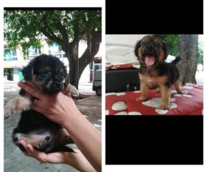 Messina:Macchia e Poldo, hanno due mesi e sono una futura taglia piccola.