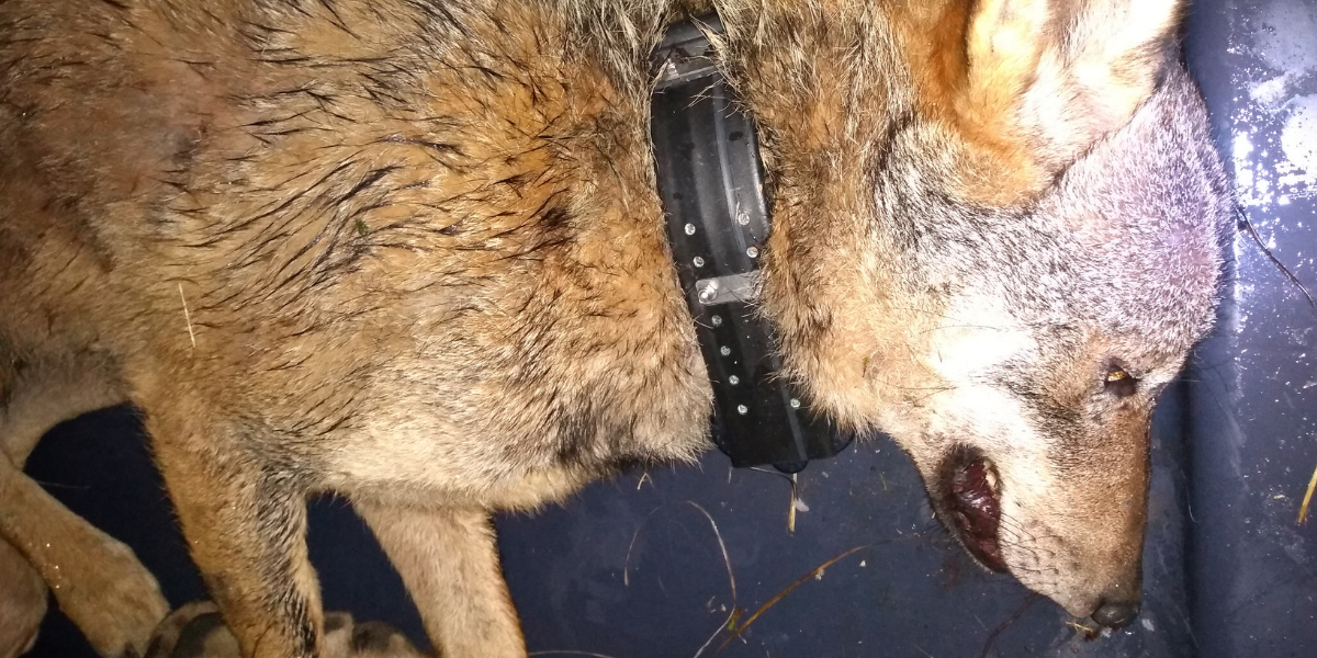 Muore investita la lupa col radiocollare nel Parco dei Sibillini