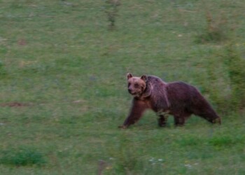 Orso avvistato in provincia di Isernia