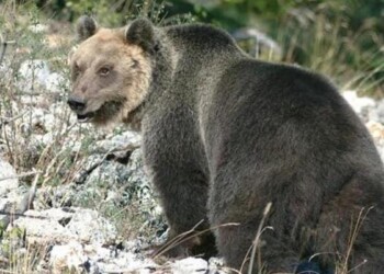 Orso: governatore Trentino firma ordinanza cattura M49