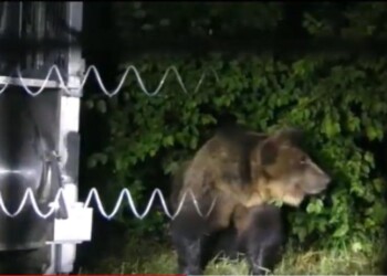 Parco d’Abruzzo, no soppressione orso M49
