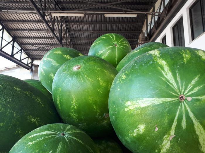 Per cocomero pontino è la migliore stagione ultimi 40 anni