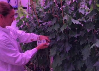 Pioppi mangiaplastica, la assorbono con le radici