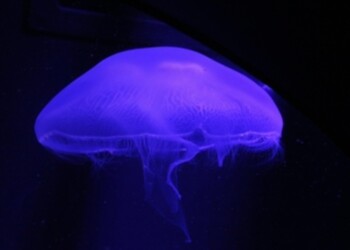 Pronto mini robot-medusa, nuota e scava