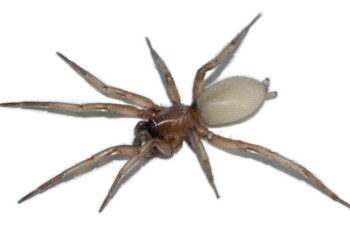 Ragazza morsa da ragno violino