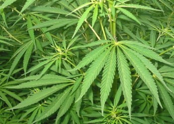 Rita Bernardini arrestata per la cannabis/ Coltivazione in casa: Radicale in caserma