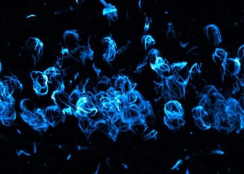 Scoperta la proteina che ripara il Dna delle cellule nervose