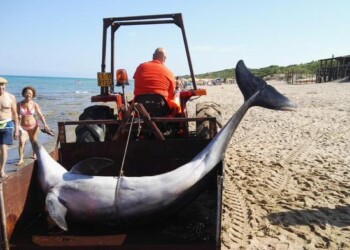 Si spiaggia e muore delfino a S.Vincenzo