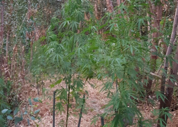 Sorpreso a irrigare marijuana, arrestato