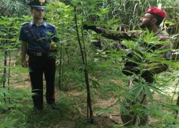 Sorpreso in piantagione droga, arrestato