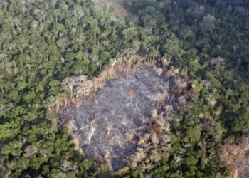 Sostenibilità: 70% aziende non pubblica proprio impatto su deforestazione  