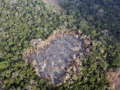 Imprese e deforestazione, c'è ancora da lavorare