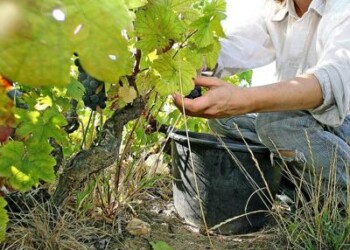 Sostenibilità: non solo spumante, Canelli è ‘Spiga verde’ 2019
 