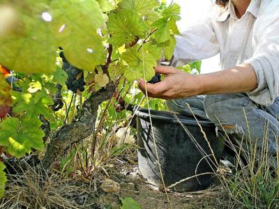 Canelli, la città del vino che punta alla sostenibilità