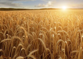 Stop a frodi nella filiera dei grani antichi siciliani