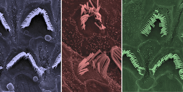 Taglia-incolla Dna previene la sordità nei topi ‘Beethoven’