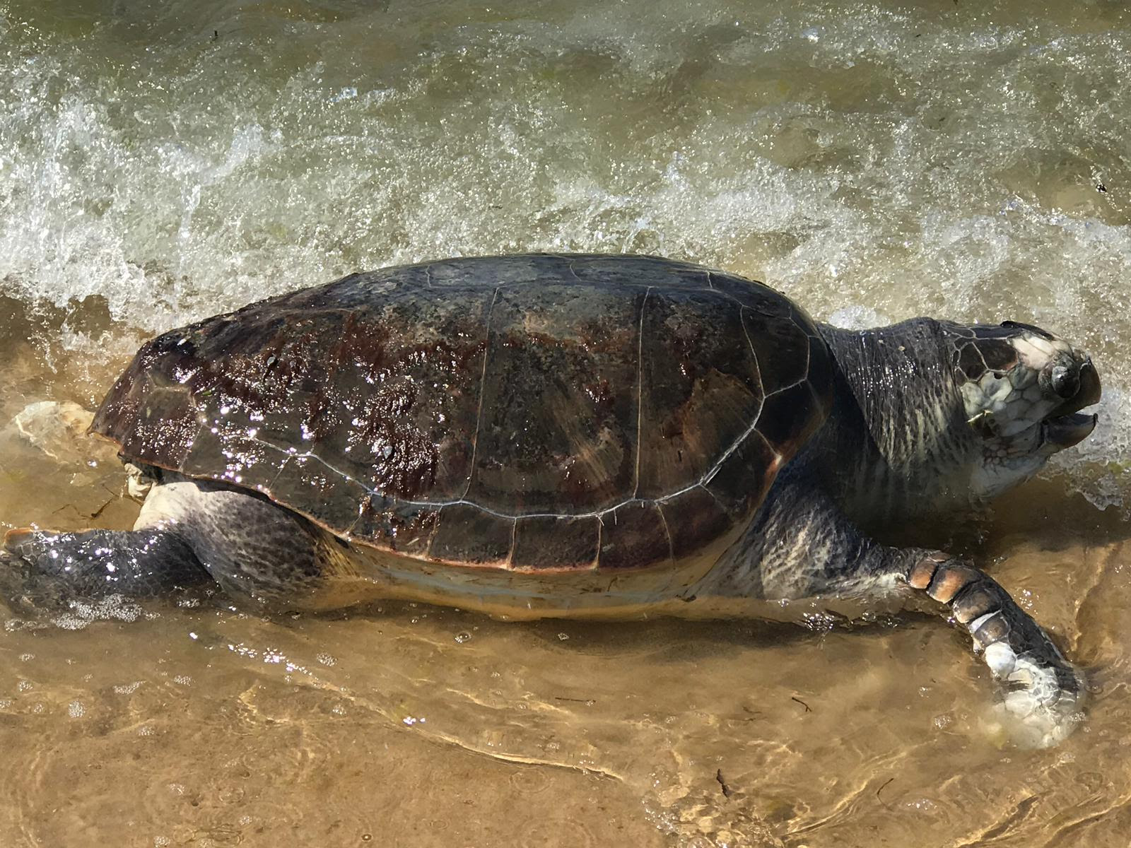 La strage di tartarughe marine continua indisturbata sulle coste settentrionali della Sicilia Occidentale