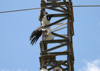 Trovata carcassa Cicogna bianca