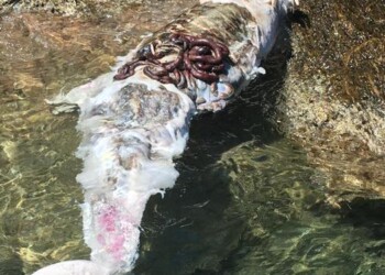 Trovati due delfini morti in Toscana