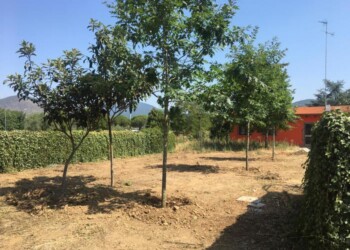 A Prato abbattimenti alberi per tarlo
