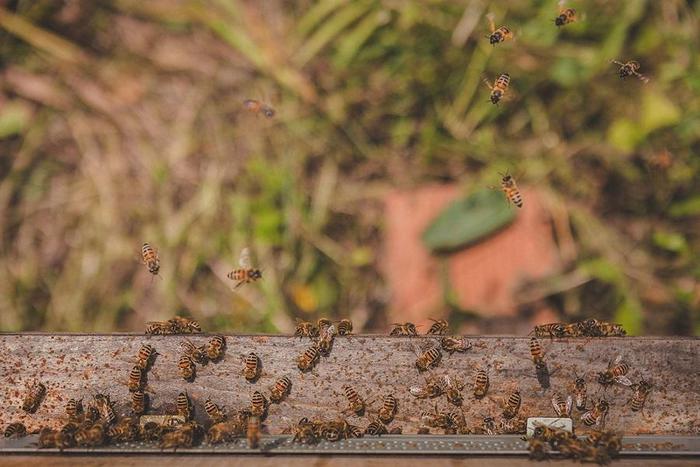Abruzzo patria api,Bee Natural Festival