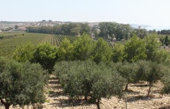 Al via Mandrarossa vineyard Tour, racconto di storie e territori di successo 