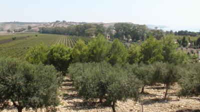 Al via Mandrarossa vineyard Tour, racconto di storie e territori di successo 