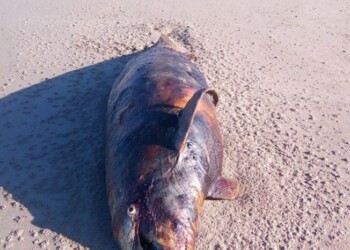 Altro delfino morto, 17 da inizio luglio