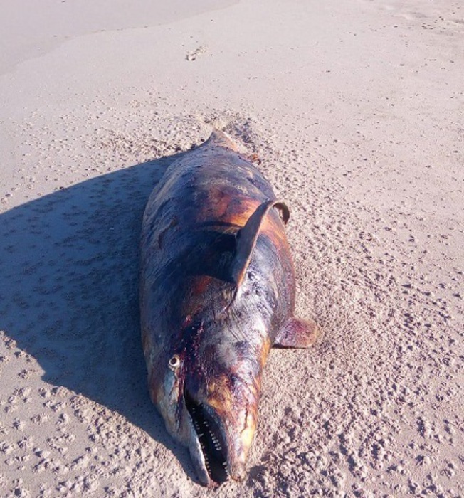 Altro delfino morto, 17 da inizio luglio