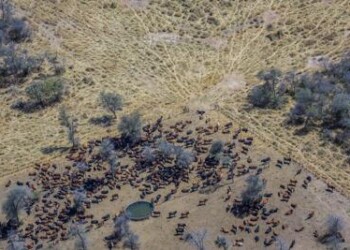 Ambiente: foreste al macello, quando la carne distrugge i polmoni verdi  