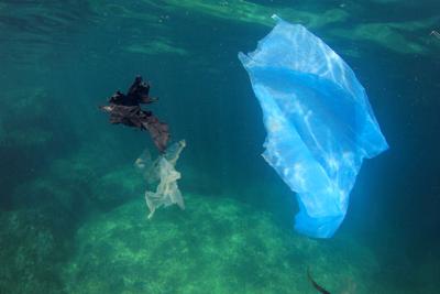 Caretta caretta uccisa dalla plastica, anche su un'isola remota