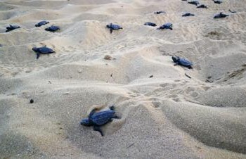 Animali: 121 tartarughe nate sulla spiaggia di Scoglitti, Ragusa  