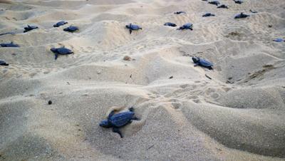 Caretta caretta record: 121 piccoli nati sulla spiaggia di Scoglitti